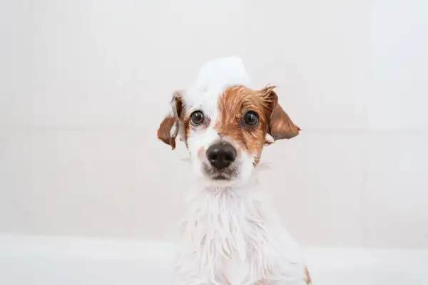En hund med tvål i pälsen, som om den gamla hunden luktar illa och behöver ett bad.