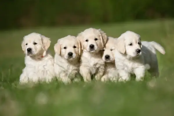 Fem fluffiga golden retriever-valpar sitter i gräset. De ser ut att vara friska och glada, inga dolda fel hundar här!