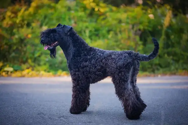 En stilig kerry blue terrier med lockig, mörk päls står på en asfalterad väg med grönskande bakgrund.