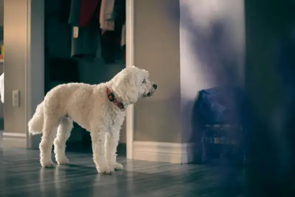 Vit, lockig hund med orange halsband står på ett mörkt trägolv. Bakom syns en garderob med kläder och en vägg med skuggor. En ocd hund som väntar.