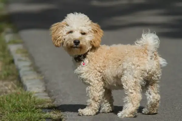 En söt, vuxen cavapoo med krullig, ljusbrun päls står på en asfalterad stig.