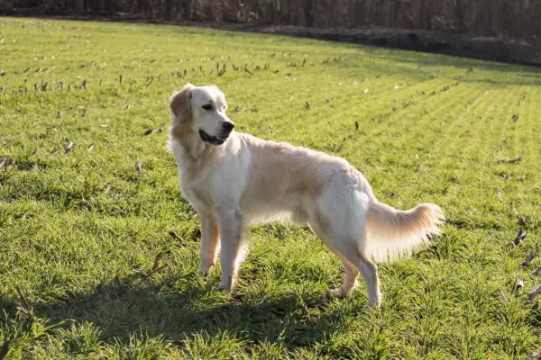 En ståtlig golden retriever står i en grönskande äng. Hundens gyllene päls lyser i solljuset, och dess vikt verkar perfekt för en aktiv livsstil.