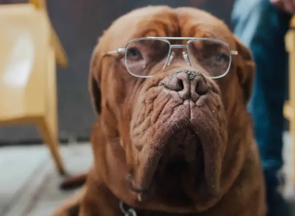 En klok senior hund med glasögon, redo att dela med sig av livets visdom.