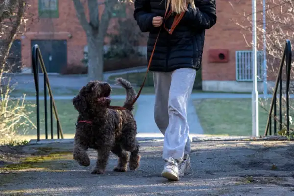 En person går ut med sin glada, lockiga hund. Bra tider att gå ut med hunden är när det är lugnt ute, som tidig morgon eller sen kväll.