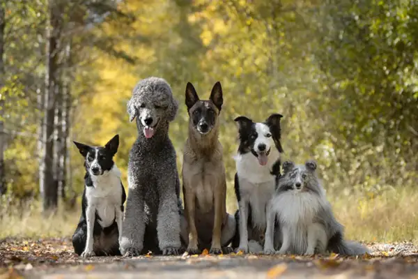 Fem hundraser mellan träd i höstfärger: en border collie, en pudel, en malinois, en border collie och en shetland sheepdog.