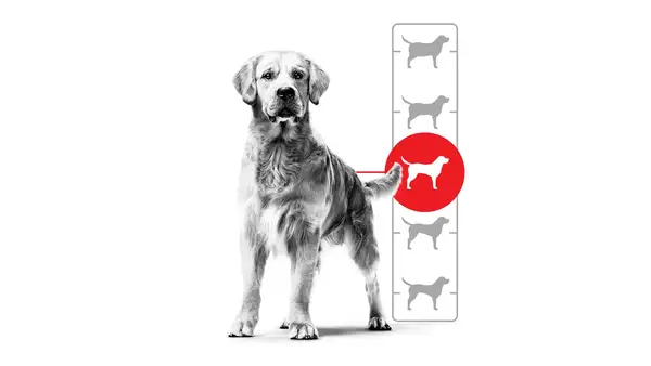En golden retriever bredvid en vikttabell hund. En röd cirkel markerar hundens idealvikt.