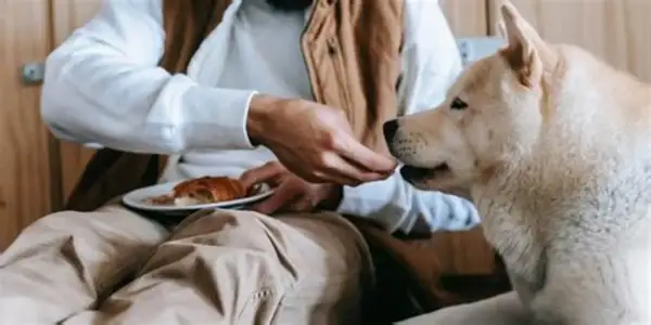En person matar en hund med en bit croissant. En fin stund för att få upp hullet på hund.