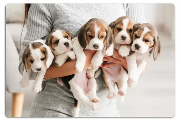 Fem bedårande beaglevalpar, en härlig start på valpskola vecka för vecka. Deras nyfikna blickar lovar äventyr.
