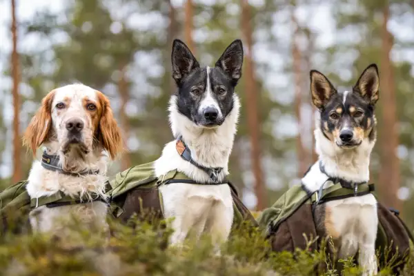 Tre hundar med ryggsäckar i skogen. Frågan är hur långt kan man gå med en valp? Dessa hundar verkar redo för äventyr.