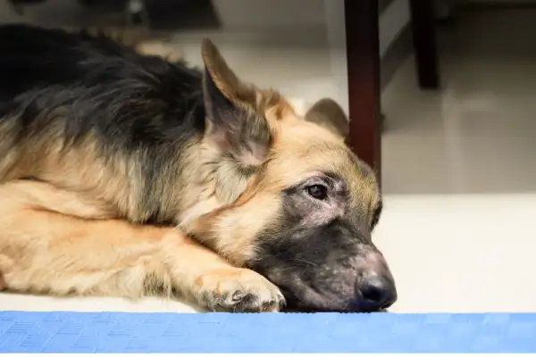 En trött schäferhund vilar huvudet på en blå matta. Kanske har den varit en riktig hotspot hund idag.