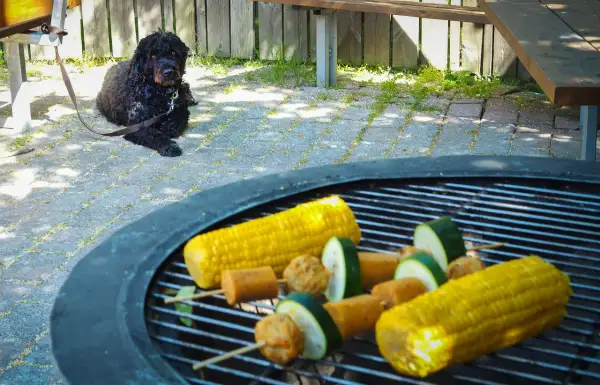 En svart hund vilar på stenläggningen bredvid grillen där majskolvar och grönsaksspett förbereds.
