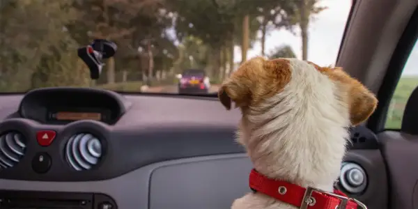 Hunden i bilen ser ut genom fönstret. Kanske behöver den åksjuketabletter hund för att må bättre på resan.