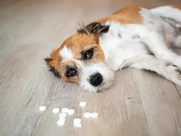 En trött hund ligger på golvet bredvid en hög med piller.