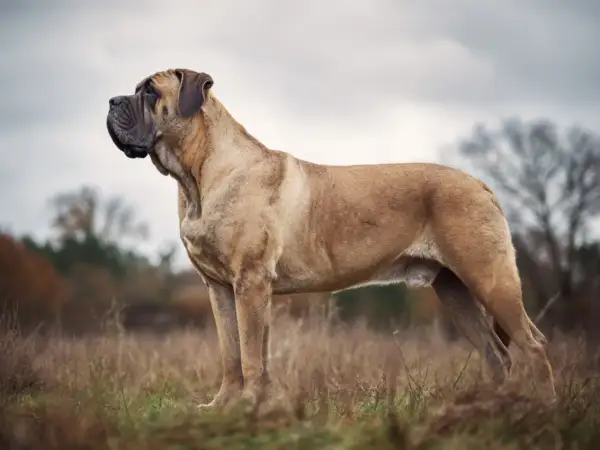 En ståtlig mastiff raser står i ett fält med högt gräs.