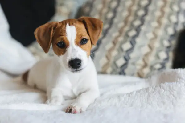 Söt Jack Russell-valp på en vit filt. Här är några valp tips för att lyckas med din nya familjemedlem.