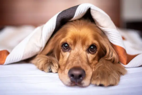 Söt hund med brun päls kurar under en filt. Kanske drömmer den om att slippa lungmask, hund.