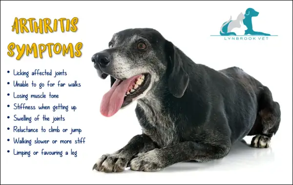 Äldre hund med artros i frambenet, visar symptom som stelhet och ovilja att gå.