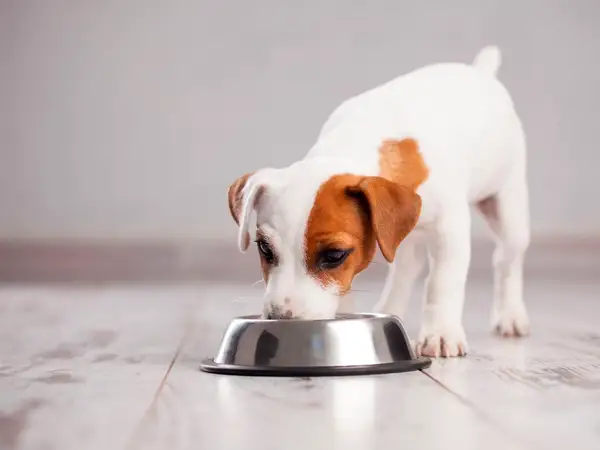 En söt Jack Russell-valp äter ur en matskål. Kanske är det vuxenfoder till valp, men den verkar gilla det!