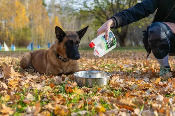 En person häller extra fett till hund i en skål. Hunden ligger på marken bland höstlöv.