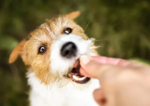 En söt kiwi hund tar emot en godbit från en hand.