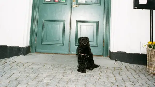 En svart, lockig hund sitter tålmodigt på kullerstensgatan framför en grön dubbeldörr. En typisk hund i stan som väntar på sin matte.