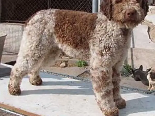 En ståtlig lagotto hund med lockig päls i brunt och vitt står på en ljus yta.