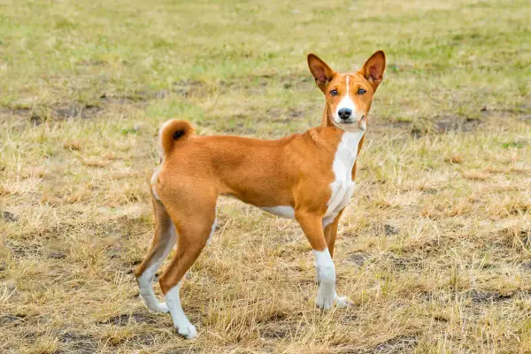 En ståtlig basenji hund med rödbrun päls och vita markeringar står på en gräsbevuxen äng.