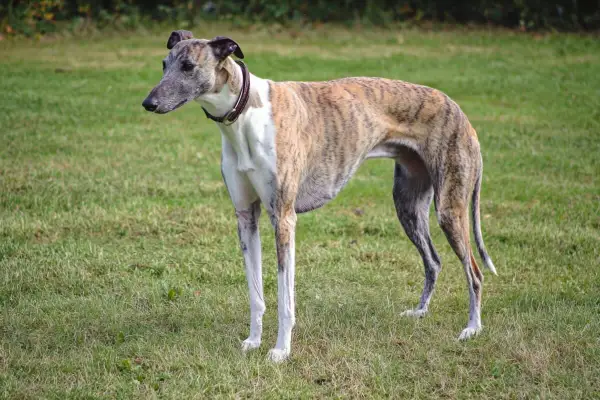 En ståtlig greyhound hund med tigrerad päls står på en grön gräsmatta.