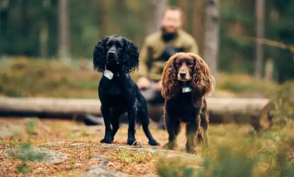 Två cocker spanielhundar, en svart och en brun, står i skogen med varsin GPS-tracker runt halsen.