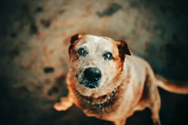 En hund med gråsprängt ansikte, kanske med addisons sjukdom, tittar upp med sorgsna ögon.