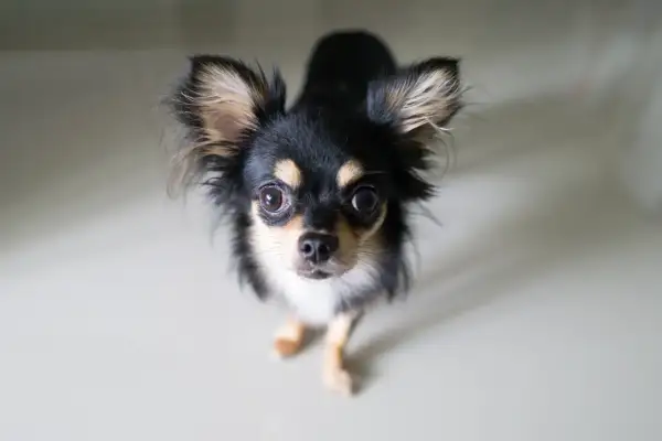 En söt långhårig chihuahua med stora öron tittar upp. Man undrar hur gammal blir en chihuahua, de lever ofta länge!