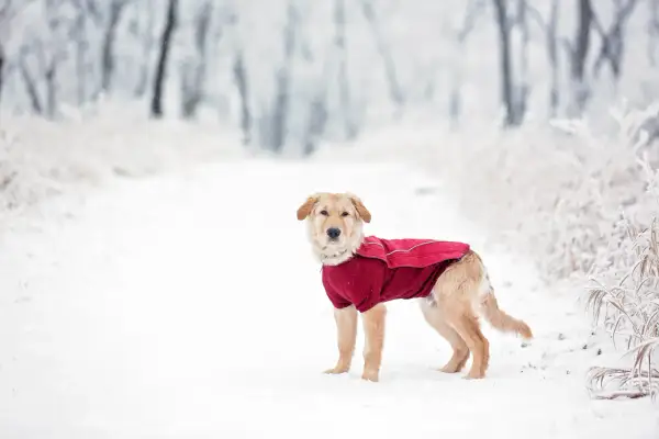 En söt vinter hund i en röd jacka står i snön.