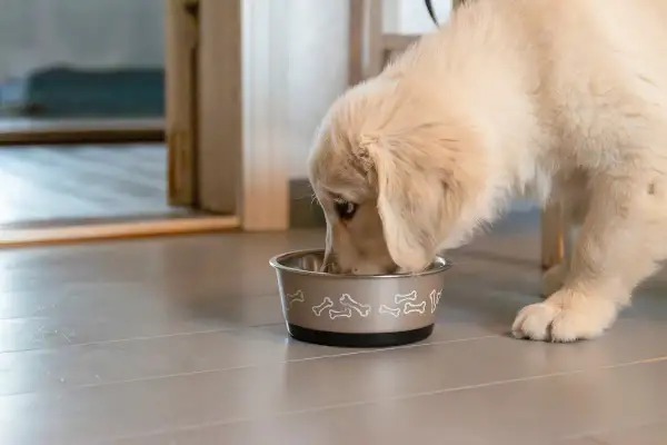 En söt golden retriever-valp äter ur sin matskål. Det är viktigt att ge valp mat 2 gånger om dagen för att den ska växa sig stor och stark.