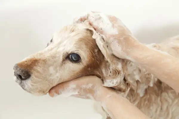 En hund får tvättas med schampo. En del av livet med hund är att hålla den ren och fräsch.