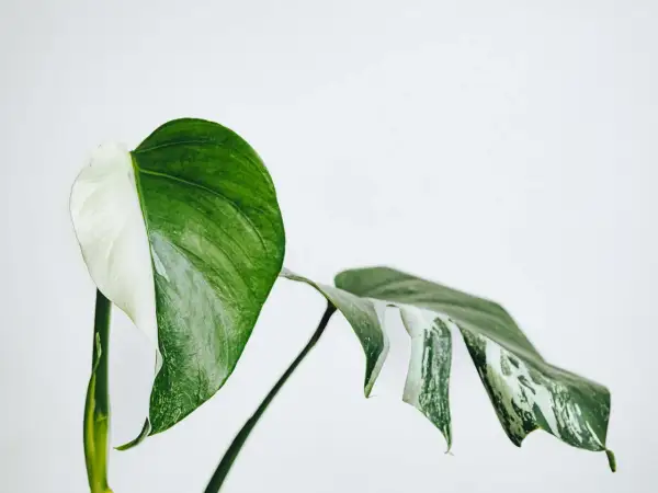 En vacker Monstera med halva bladet vitt och halva grönt. Denna Monstera är giftig, så var försiktig med husdjur och barn.