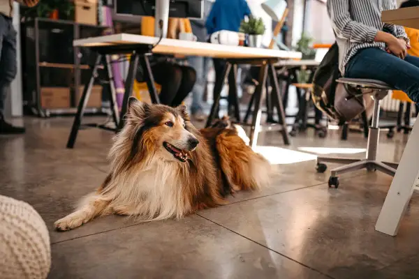 En vacker hund på kontoret, en lojal kollega som vilar på golvet medan människor arbetar vid sina skrivbord.